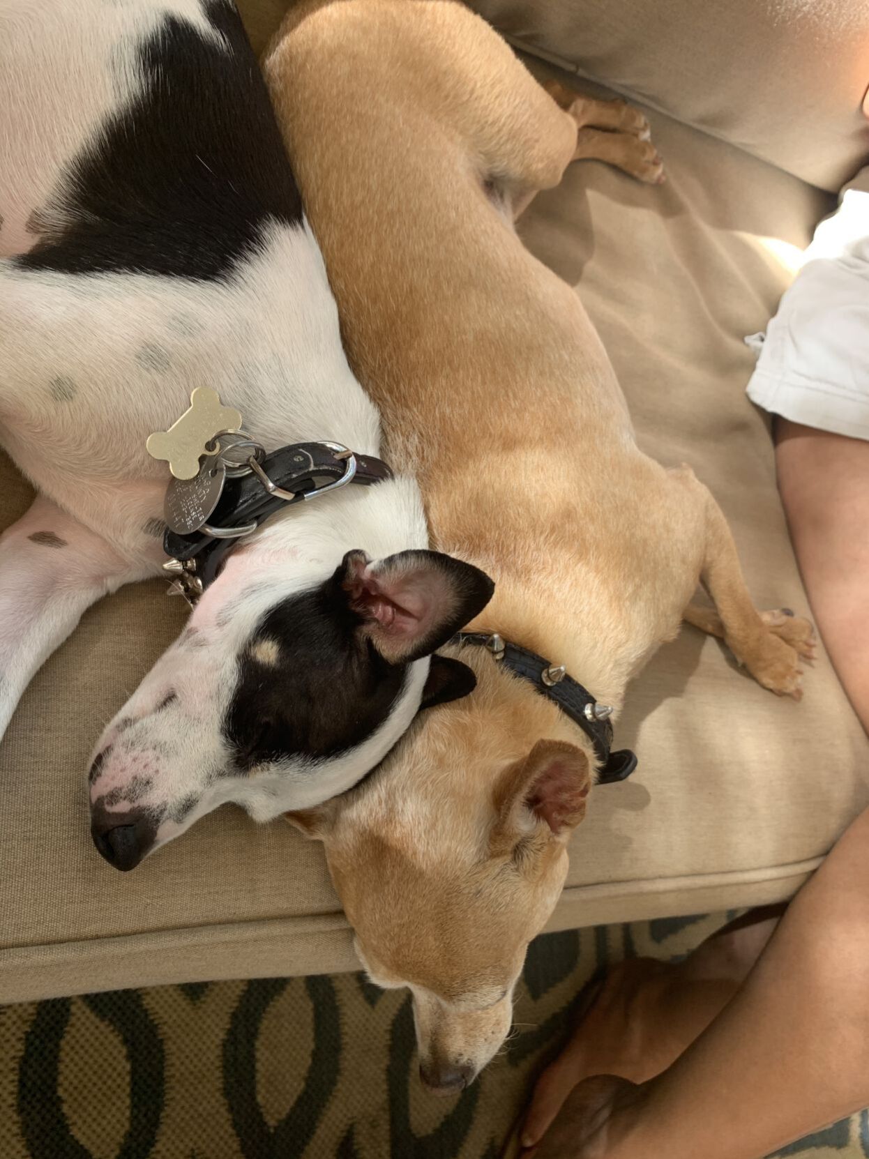 Enzo and Koby